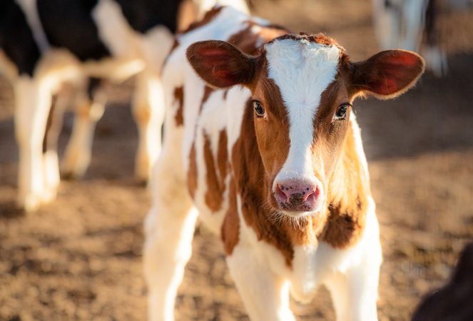 uso de medicamentos antiparasitarios nos primeiros dias de vida do bezerro diminui mortalidade