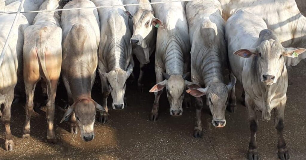 valor bruto da producao agropecuaria de mato grosso deve crescer 843 este ano portal dbo