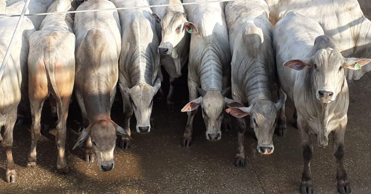 valor bruto da producao agropecuaria de mato grosso deve crescer 843 este ano portal dbo