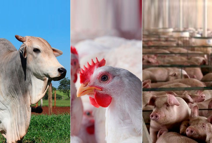 valor bruto da producao da pecuaria aves e suinos tem mato grosso cai 38