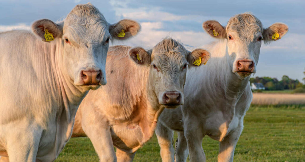 valor do animal diminui mais de 9 em 2023 setor agropecuario encontra alivio com queda de precos de milho e soja money times