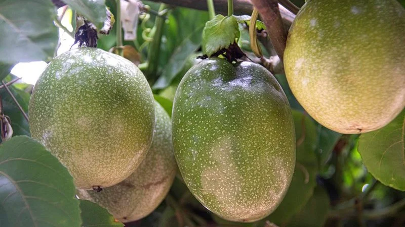 vazio sanitario do maracuja comecou em alguns municipios do rio grande do sul