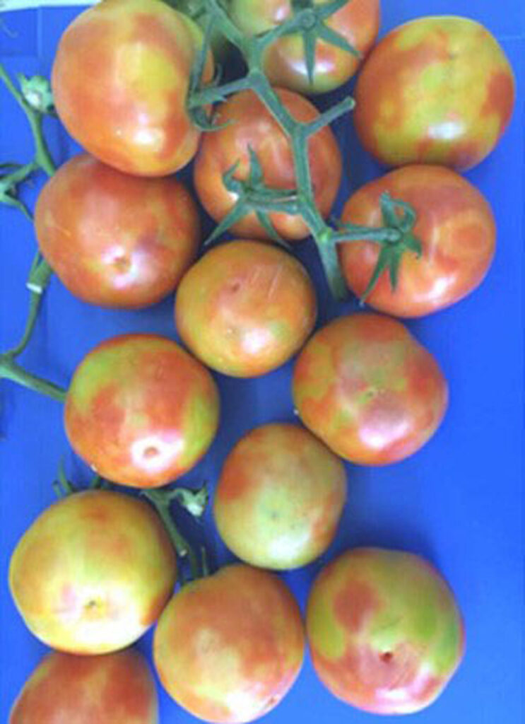 A doenca do tomate foi registrada no norte da Argentina