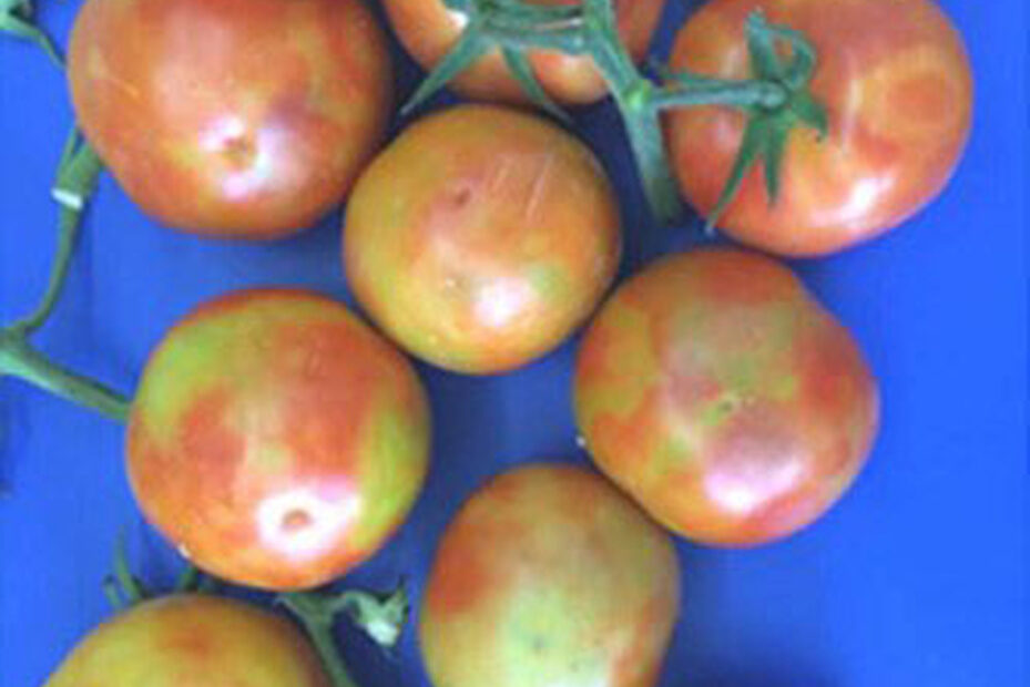 A doenca do tomate foi registrada no norte da Argentina