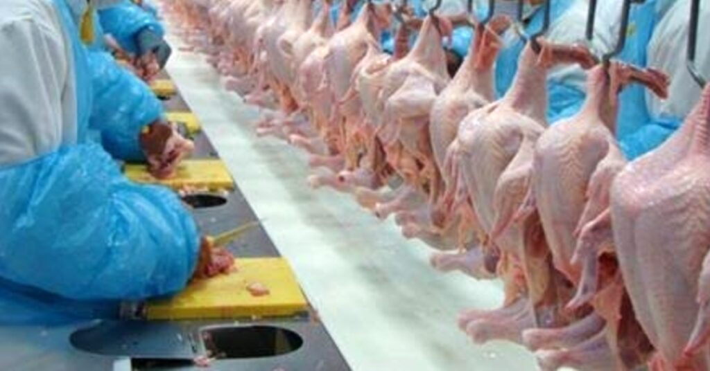 As vendas de carne de frango aos arabes devem crescer