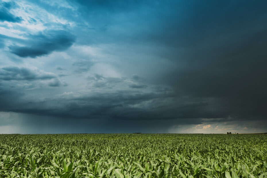 Como a chuva acima da media pode afetar a colheita
