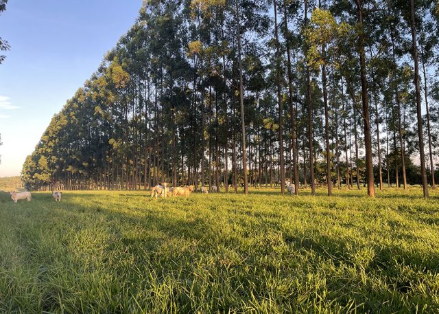 Presença de árvores melhora qualidade da pastagem, diz estudo