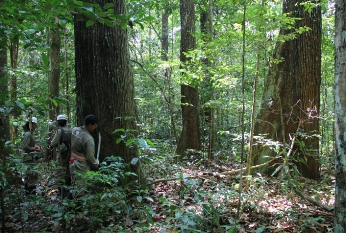 Como o El Nino afeta a producao de castanha da amazonia