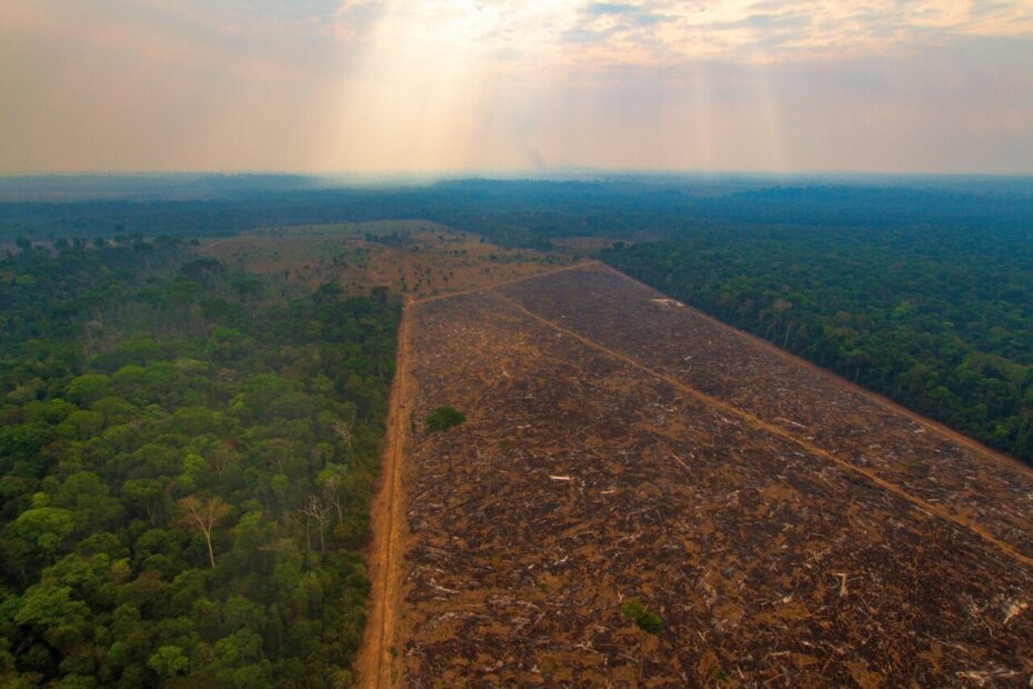 Como o desmatamento ilegal afeta a maioria dos produtores que