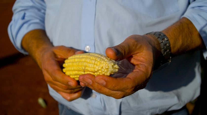 agricultor investe em tecnologia e biofábricas e colhe até 10 sacas a mais por hectare