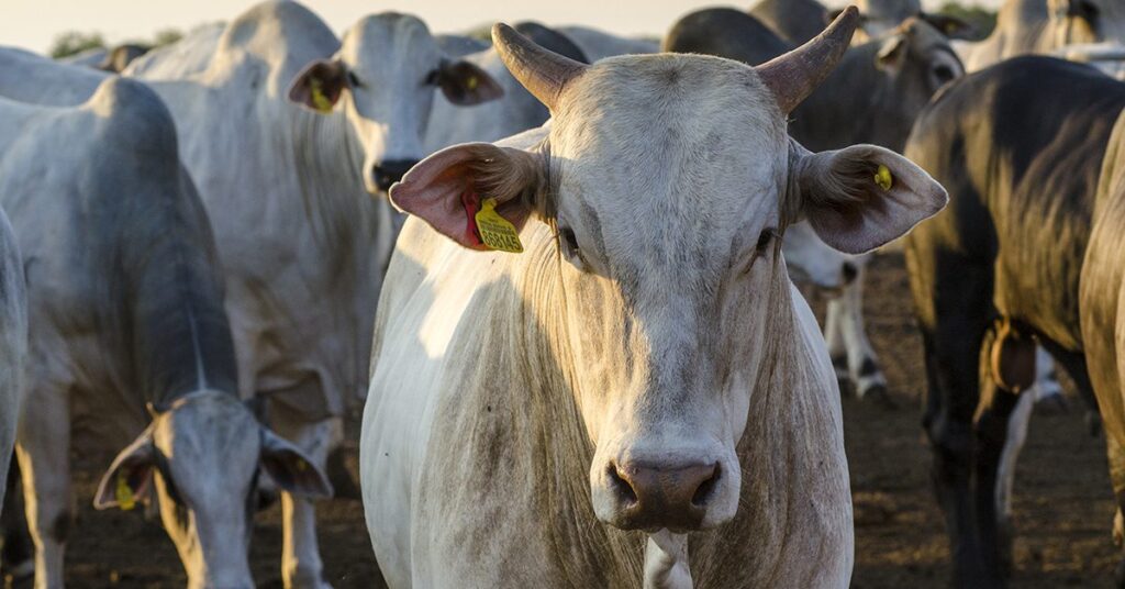 Como tem sido a abertura do mercado fisico esta semana