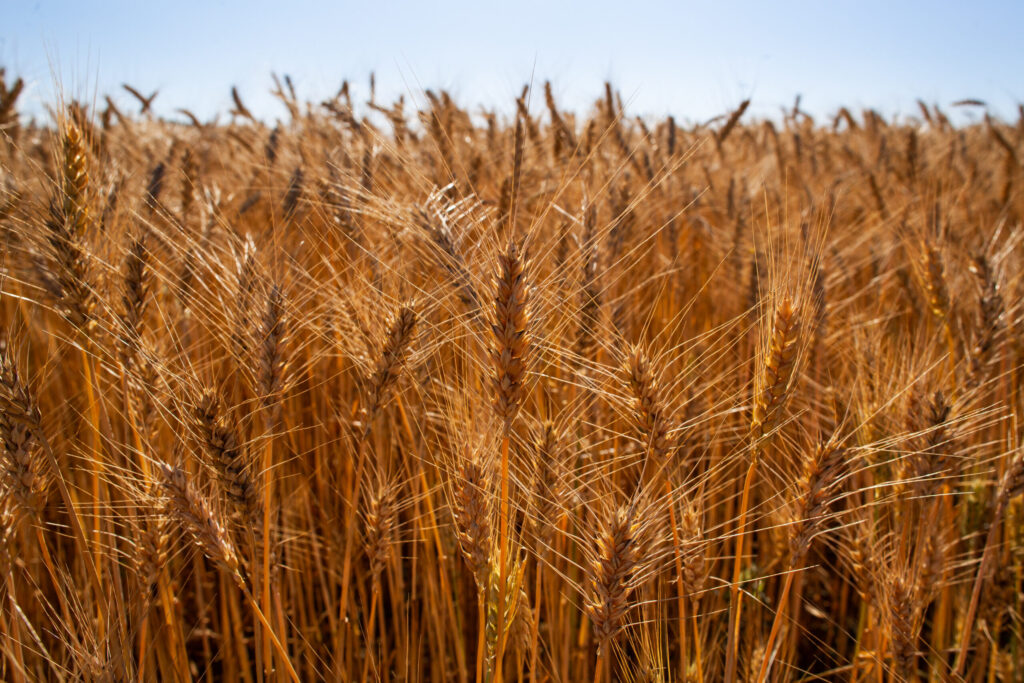 Cultivo de trigo impulsiona produtores gauchos fortalecendo o SEO