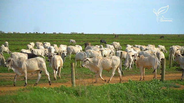 MT Sustentável Grupo Morena gado Foto Leandro Balbino Canal Rural Mato Grosso 3