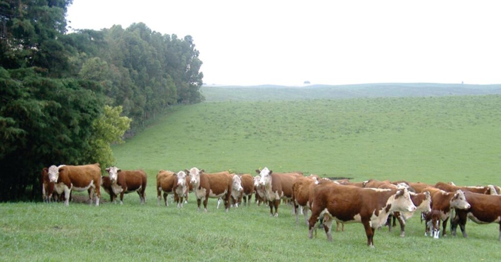 O Rio Grande do Sul anunciou a criacao de delegacias