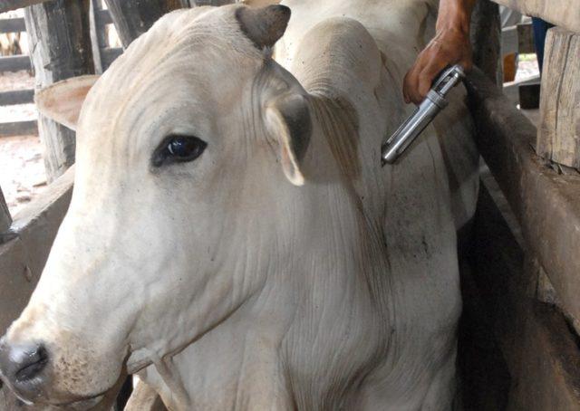 bovinos sendo vacinados contra febre aftosa - - Prêmio Desafio Pecuária Responsável