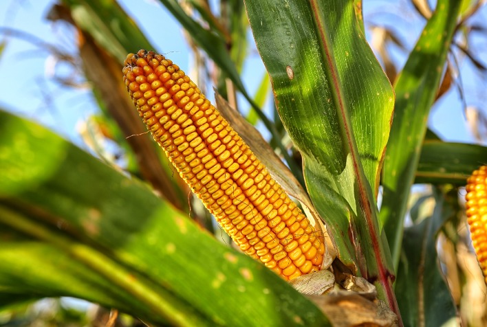 O mercado brasileiro de milho continuara com lentidao nos negocios