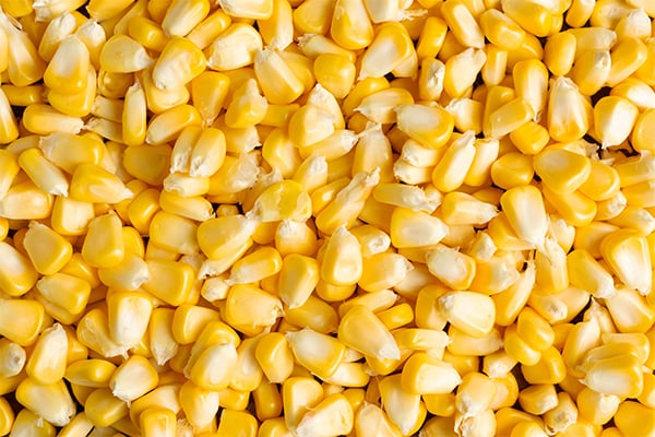 Produtores estao evitando fazer novos negocios com milho resultando em