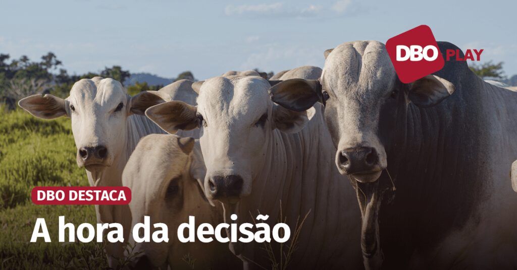 Quais investimentos um pecuarista precisa fazer agora para obter a