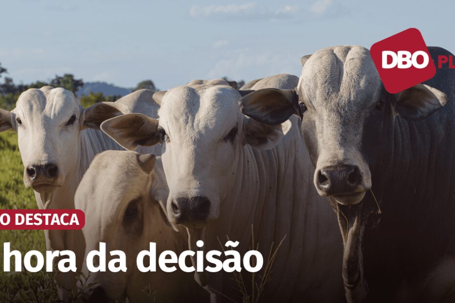 Quais investimentos um pecuarista precisa fazer agora para obter a