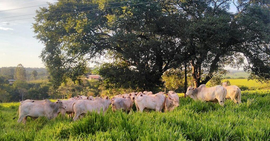 Quais nutrientes sao essenciais na nutricao de bovinos segundo o