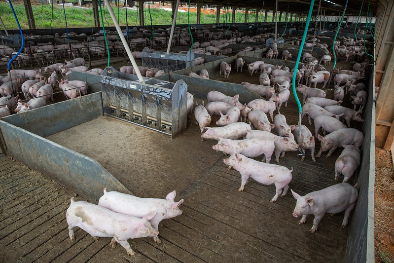 fazenda de porcos, alimentação, antibióticos