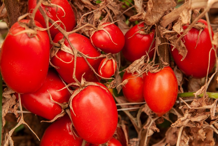 Quais sao os gargalos e expectativas da safra de tomate