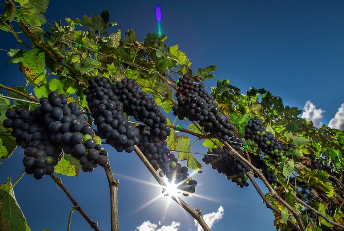 Quais sao os precos atuais da uva negra sem semente