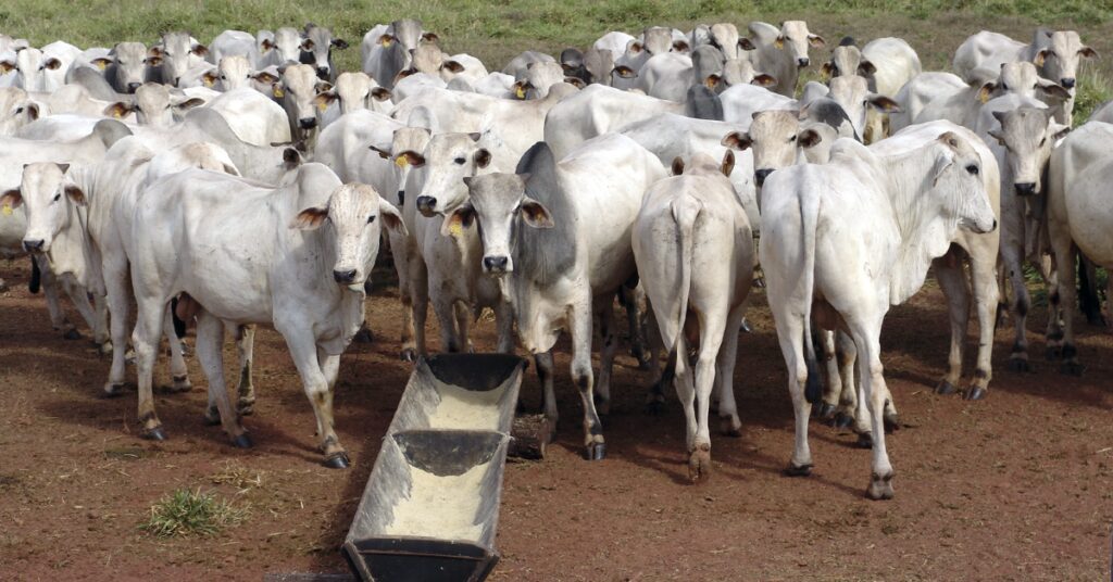 Quais sao os resultados do projeto Rentabilidade no Meio Rural