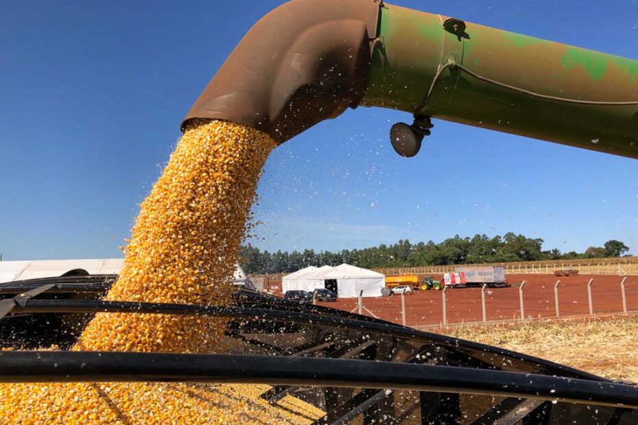 Qual e a porcentagem de colheita de milho no Brasil