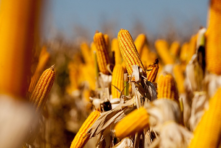 Qual e a previsao de producao de milho da Ucrania