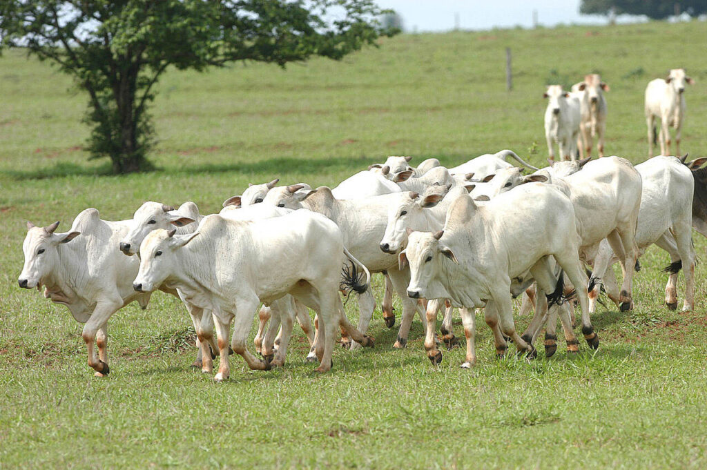 Qual e o cenario que gera alerta no Oeste do