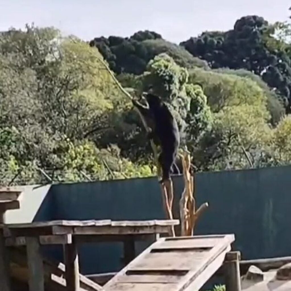 Qual foi o ocorrido no Zoologico de Curitiba envolvendo a