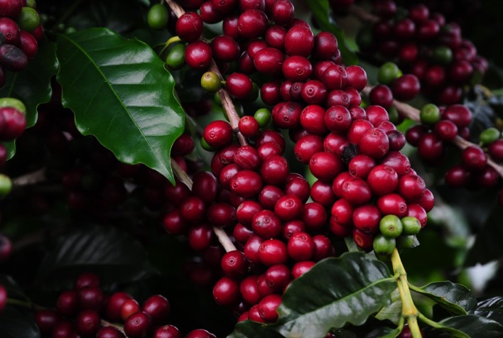 Quantas sacas dos Cafes do Brasil os paises produtores importam