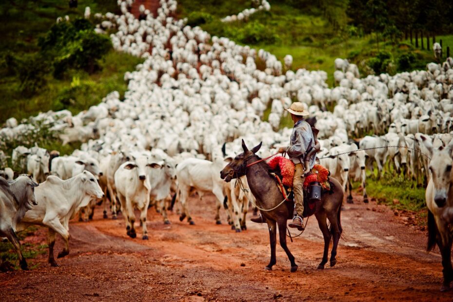 Metade das vacas brasileiras são cobertas por “boi de boiada” — CompreRural