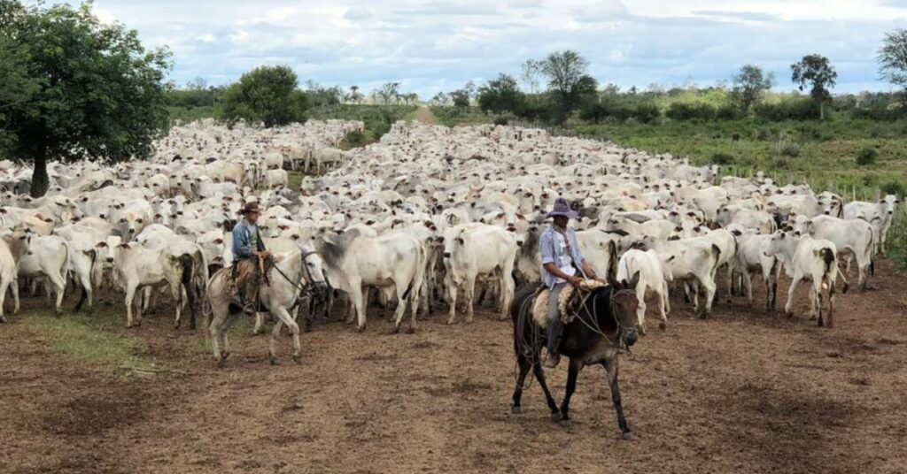 Quantos animais compoem o rebanho bovino de Mato Grosso