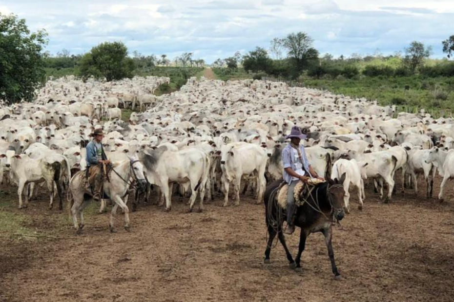 Quantos animais compoem o rebanho bovino de Mato Grosso