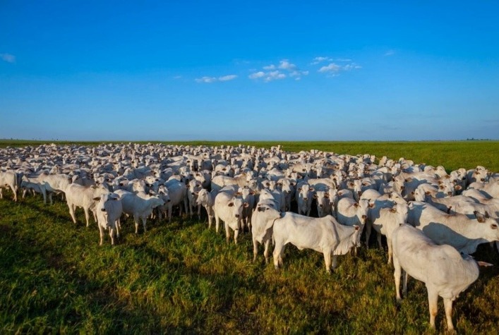 Quantos animais compoem o rebanho bovino de Mato Grosso que