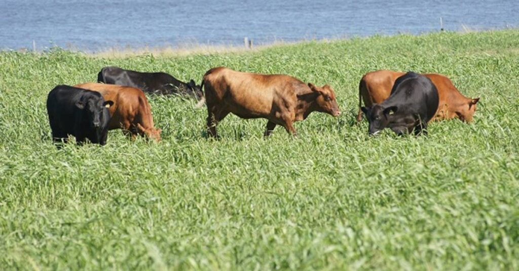 Quantos hectares ja foram cultivados com capim sudao BRS Estribo em