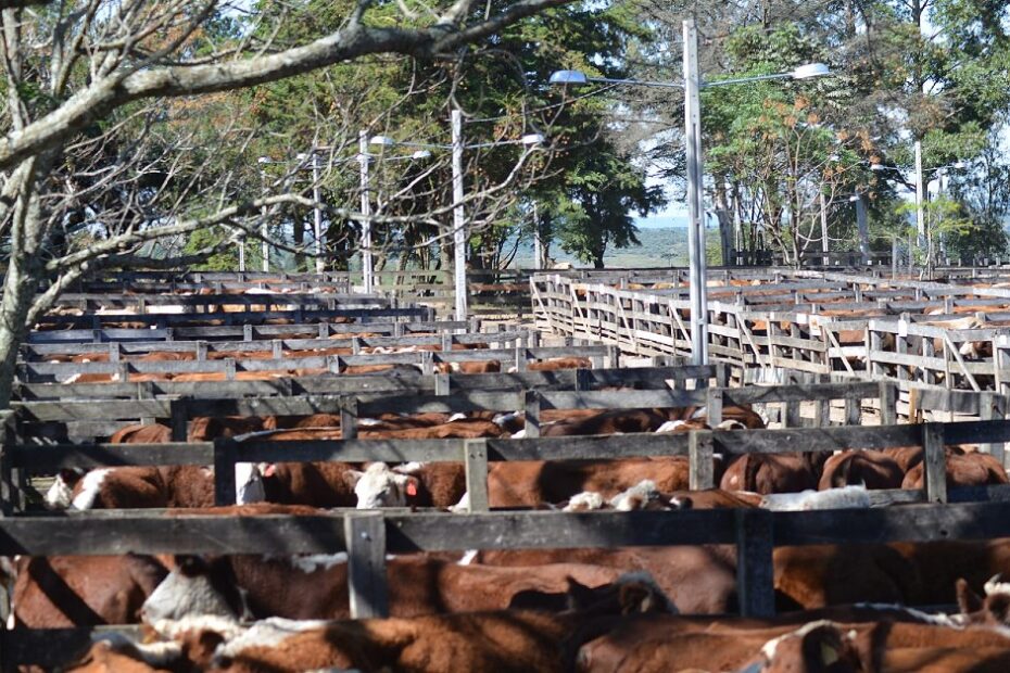 Quantos ovinos e bovinos sao comercializados no pregao em Lavras