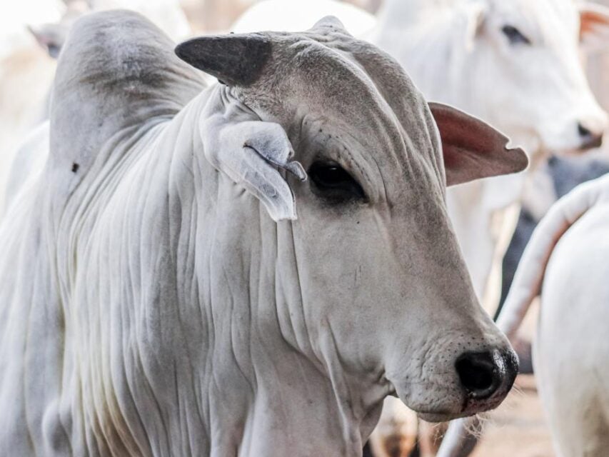 Pará, boi, vaca louca - protocolo