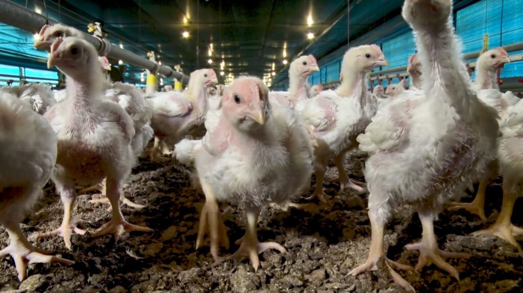 produção avícola, jejum, avicultor