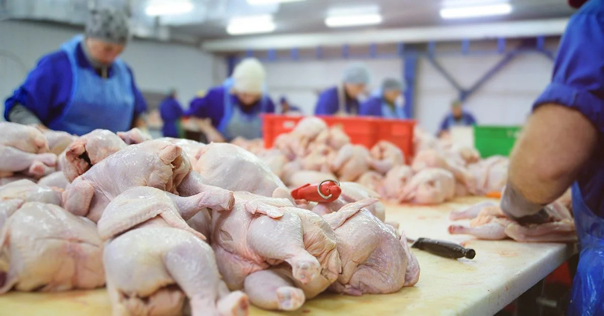 Colômbia permite importação de produtos avícolas dos EUA • Portal DBO 8 a argentina vai retomar a exportacao de carne de frango para a uniao europeia apos 6 meses 1