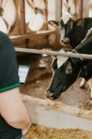 A comunicação das vacas: como a inteligência artificial pode auxiliar na tradução.