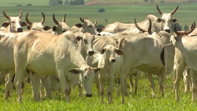 A fêmea é o termômetro para desmamar ou não o bezerro?