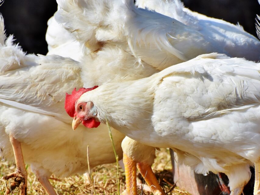 a omsa valida o status da argentina como pais livre da gripe aviaria