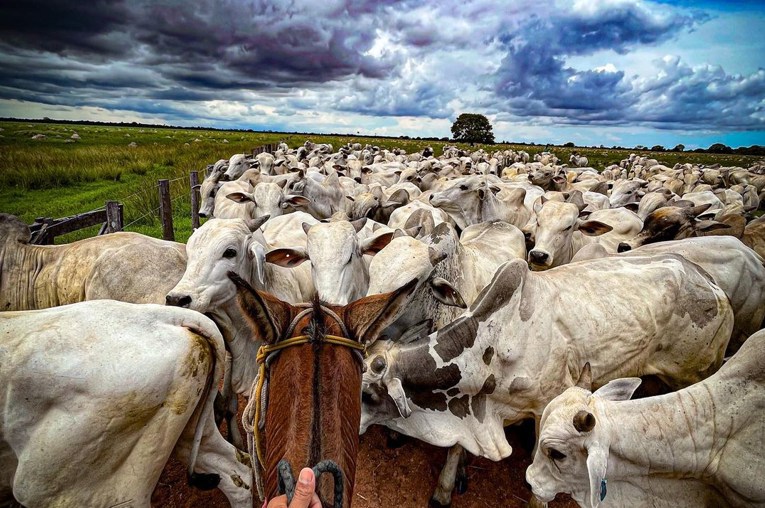 A picanha ficará mais barata? Confira no CompreRural