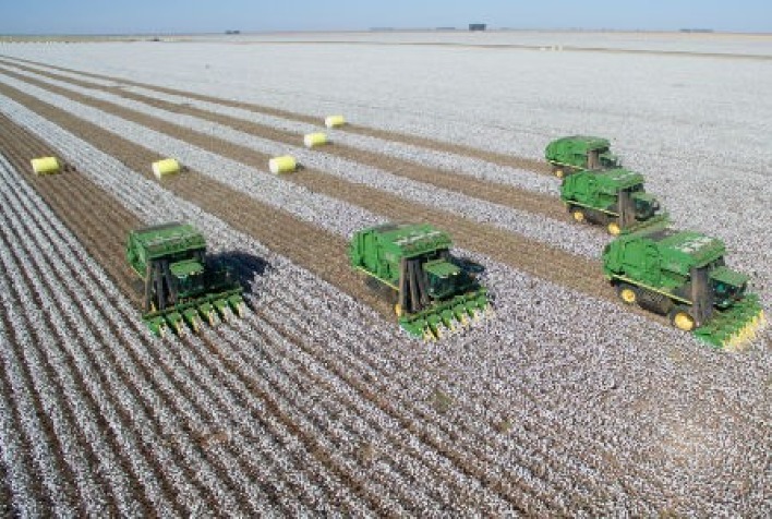 A produtividade do algodão é promissora?