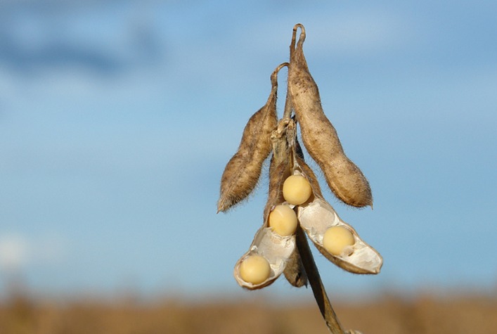 A soja cedeu em Chicago nesta terça-feira e está monitorando a melhora das lavouras americanas, conforme apontado pelo USDA?