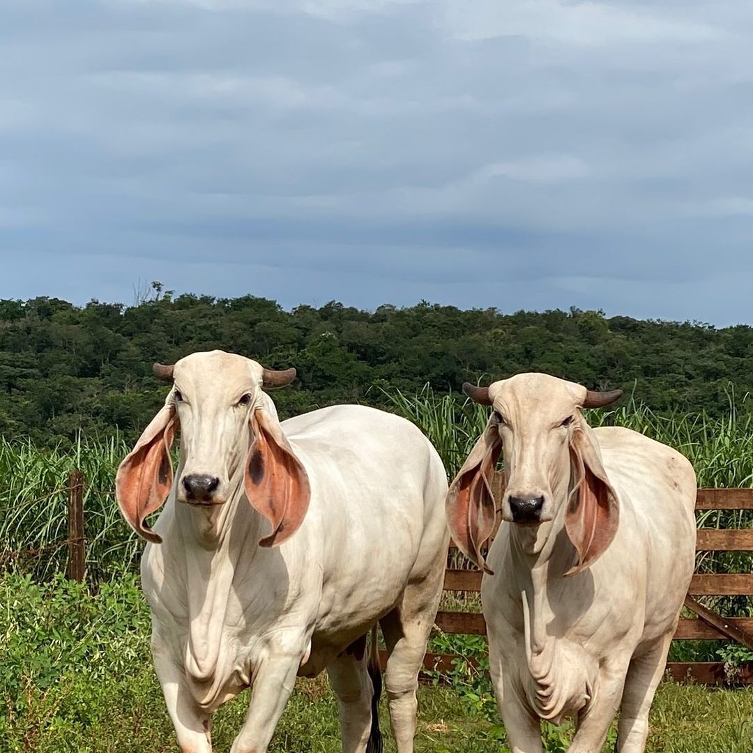Aceleração da produção de carne bovina em fazendas de pequeno porte