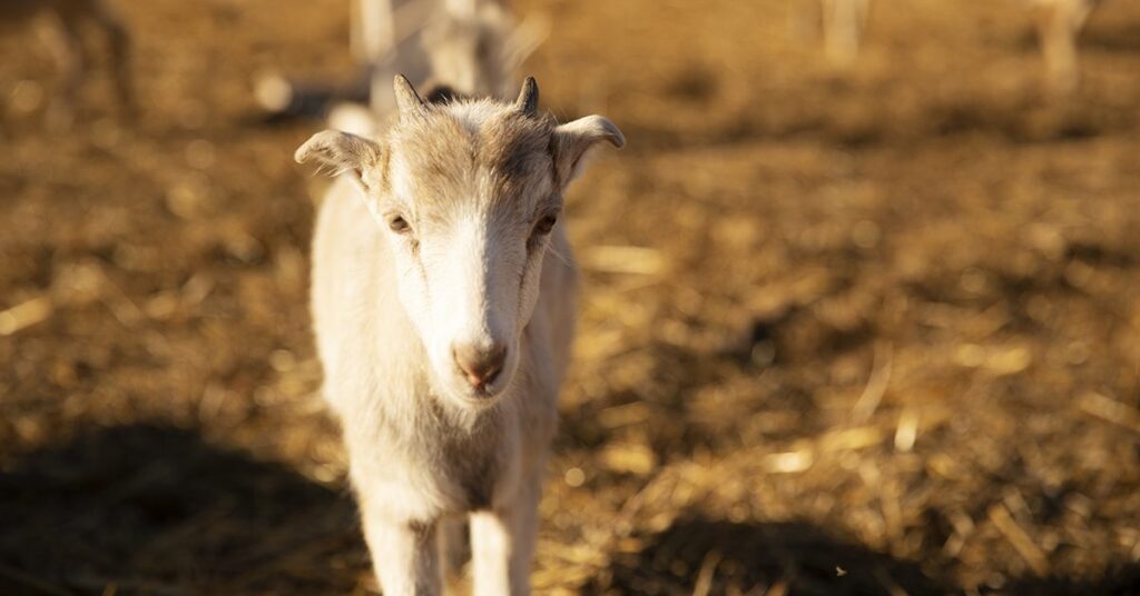 arabia saudita liberou importacao de caprinos do brasil